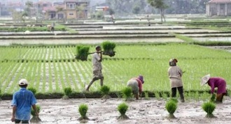 lahan sawah